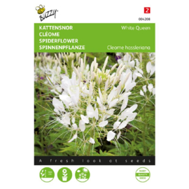 Cleome spinosa 'White Queen', Kattesnor