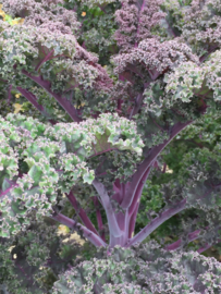 Boerenkool rode 'Redbor F1', Brassica oleracea var. laciniata