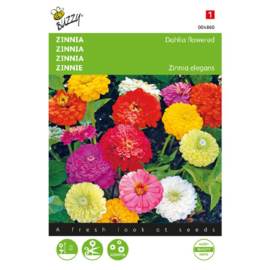 Zinnia elegans 'Dahlia Flowered Mix', Zinnia