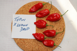 Peper Tepin X Lemon Drop, Capsicum (annuum x baccatum)