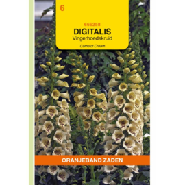 Digitalis purpurea 'Camelot Cream', Vingerhoedskruid