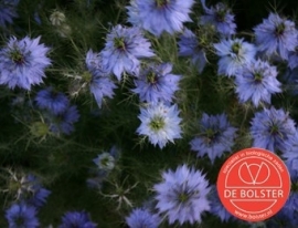 Nigella damascena, Juffertje in het groen Biologisch