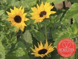 Helianthus debilis, Zonnebloem kleinbloemig Biologisch