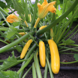 Courgette geel 'Ola Gabriella F1', Cucurbita pepo Biologisch