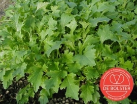 Raapsteel 'Namenia', Brassica rapa subsp. campestris Biologisch