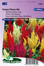 Celosia argentea plumosa 'Pampas Plumes Mix', Hoge Pluimhanenkam