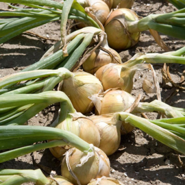 Ui 'Hylander F1', Allium cepa Biologisch
