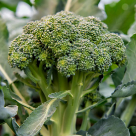 Broccoli 'Bobby', Brassica oleracea Biologisch