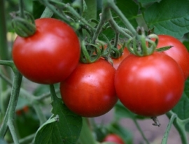 Tomaat 'Matina', Solanum lycopersicum L. Biologisch