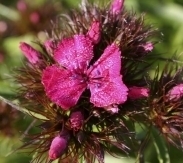 Dianthus barbatus gemengd, duizendschoon Biologisch