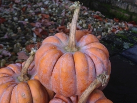 Pompoen 'Futtsu Black Early', Cucurbita moschata