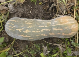 Butternut flespompoen 'Pienna di Napoli', Cucurbita moschata