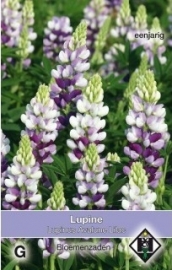 Lupinus hartwegii 'Avalune Lilac', Lupine