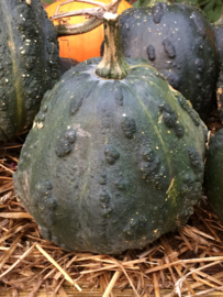 Pompoen muskaat ‘Muscat Du Maroc’, Cucurbuta moschata