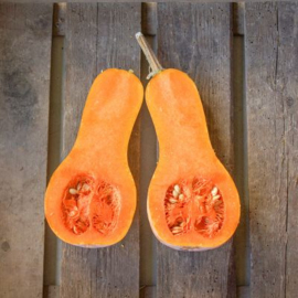 Butternut flespompoen 'Anna', Cucurbita moschata
