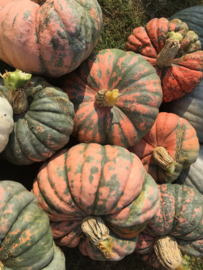 pompoen 'Rascal F1', Cucurbita maxima