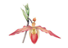 Dubbele kaart Phragmipedium