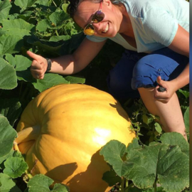 Pompoen 'Atlantic Giant J.D.', Cucurbita maxima