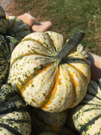 Pompoen delicata 'Lil'Pump-ke-mon', Cucurbita pepo