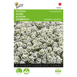 Lobularia maritimum 'Sneeuwkleed', Alyssum schildzaad