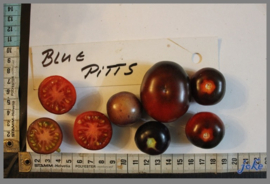 Cherrytomaat 'Blue Pitss', Solanum lycopersicum