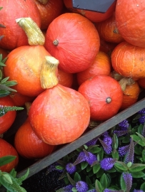 Pompoen hokkaido 'Uchiki Kuri', Cucurbita maxima