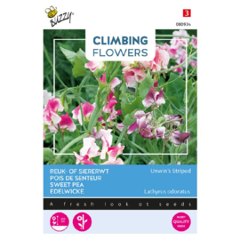 Lathyrus odoratus 'Unwin's Striped Mix', Reukerwt