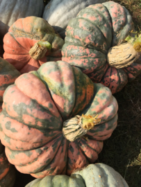 pompoen 'Rascal F1', Cucurbita maxima