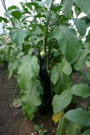 Aubergine 'Violetta Lunga 3', Solanum melongena Biologisch