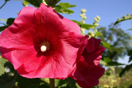 Alcea rosea gemengd, Stokroos Biologisch