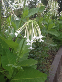 Nicotiana sylvestris, Bostabak