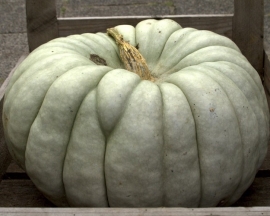 Pompoen 'Bal Kabagi', Cucurbita maxima