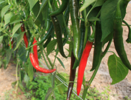 Peper 'Westlandse Lange Rode', Capsicum annuum Biologisch