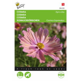 Cosmos bipinnatus 'Apricotta', Cosmea