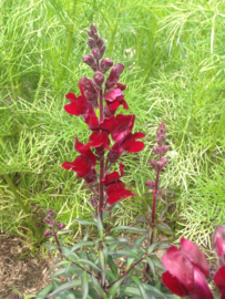 Antirrhinum majus 'Black Prince', Leeuwenbek