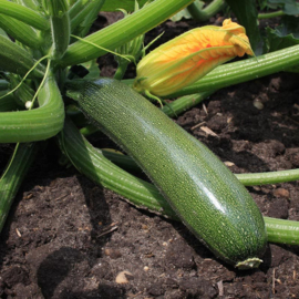 Courgette 'Zucchini', Cucurbita pepo Biologisch