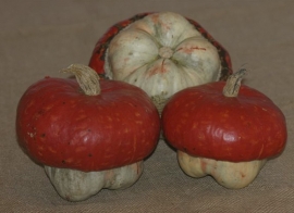 pompoen 'Mini Red Turban' Cucurbita maxima