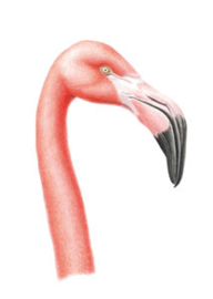 Enkele kaart flamingo