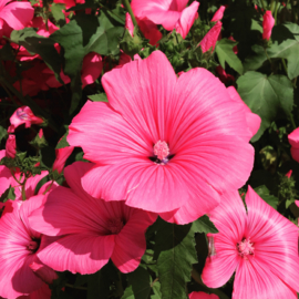Lavatera trimestris, Lavatera Bekermalva