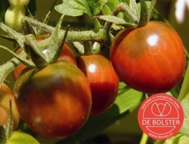 Tomaat 'Cerise', Solanum lycopersicum L. Biologisch