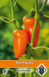 Snackpaprika 'Oranje Hamik', Capsicum annuum