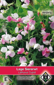 Lathyrus odoratus 'Cupid', Siererwt Dwerg