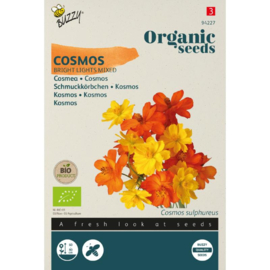 Cosmos sulphureus 'Bright Lights Mixed', Cosmea Oranje