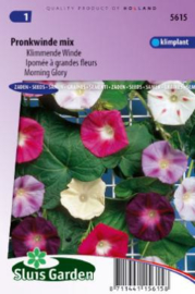 Ipomoea purpurea 'Mix', Klimmende Winde