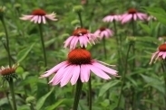 Echinacea purpurea, Zonnehoed Rudbeckia Biologisch