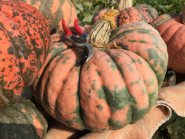 pompoen 'Rascal F1', Cucurbita maxima