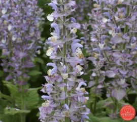 Salvia sclarea, scharlei Biologisch