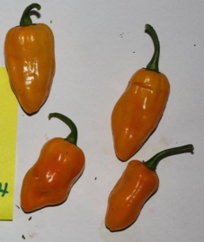 Peper 'Mako Ghana Yellow', Capsicum chinense