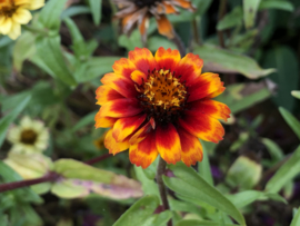 Zinnia angustifolia 'Persian Carpet', Zinnia laag