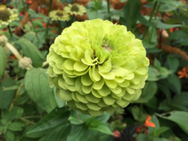 Zinnia elegans 'Benary's lime', Zinnia